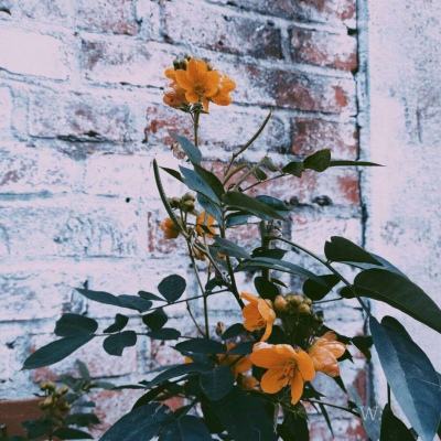 开元棋棋牌388ccvod官网版