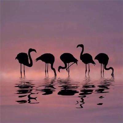 pg麻将胡了下载入口app下载